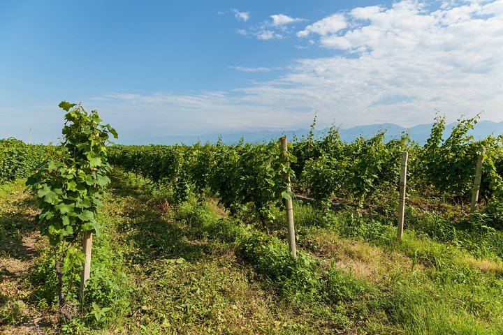 Private Kakheti Day Trip from Tbilisi: KTW Tasting, Bodbe and Free Time in Sighnaghi (12/12)
