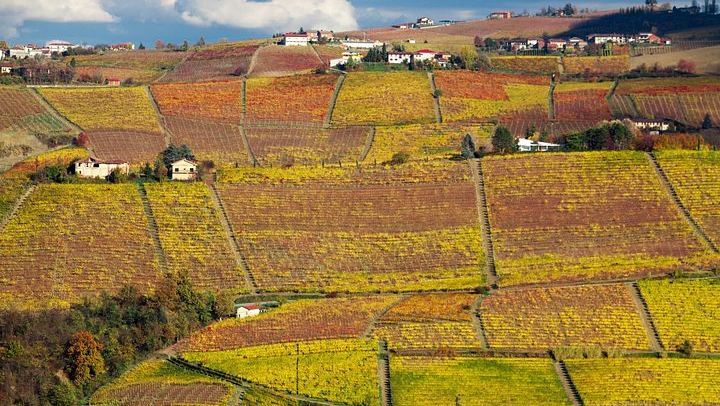 Walking Tour from Alba with Hilltop Winery Tasting: 6 km Hike on Foot, No Car Needed (2/12)