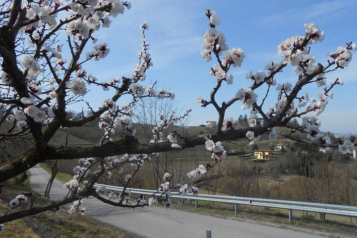 Walking Tour from Alba with Hilltop Winery Tasting: 6 km Hike on Foot, No Car Needed (11/12)
