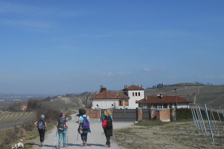Walking Tour from Alba with Hilltop Winery Tasting: 6 km Hike on Foot, No Car Needed (5/12)