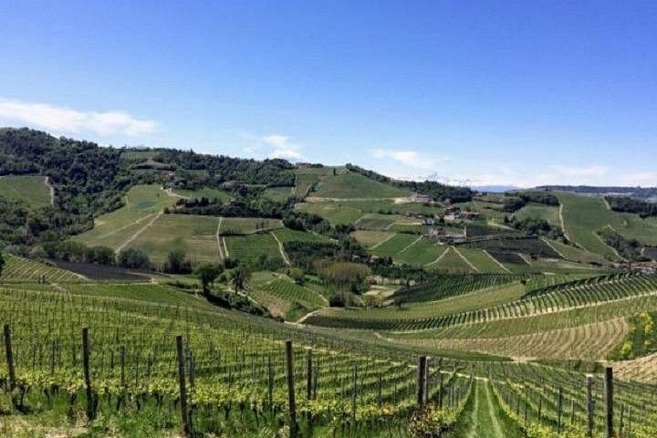 Walking Tour from Alba with Hilltop Winery Tasting: 6 km Hike on Foot, No Car Needed (4/12)