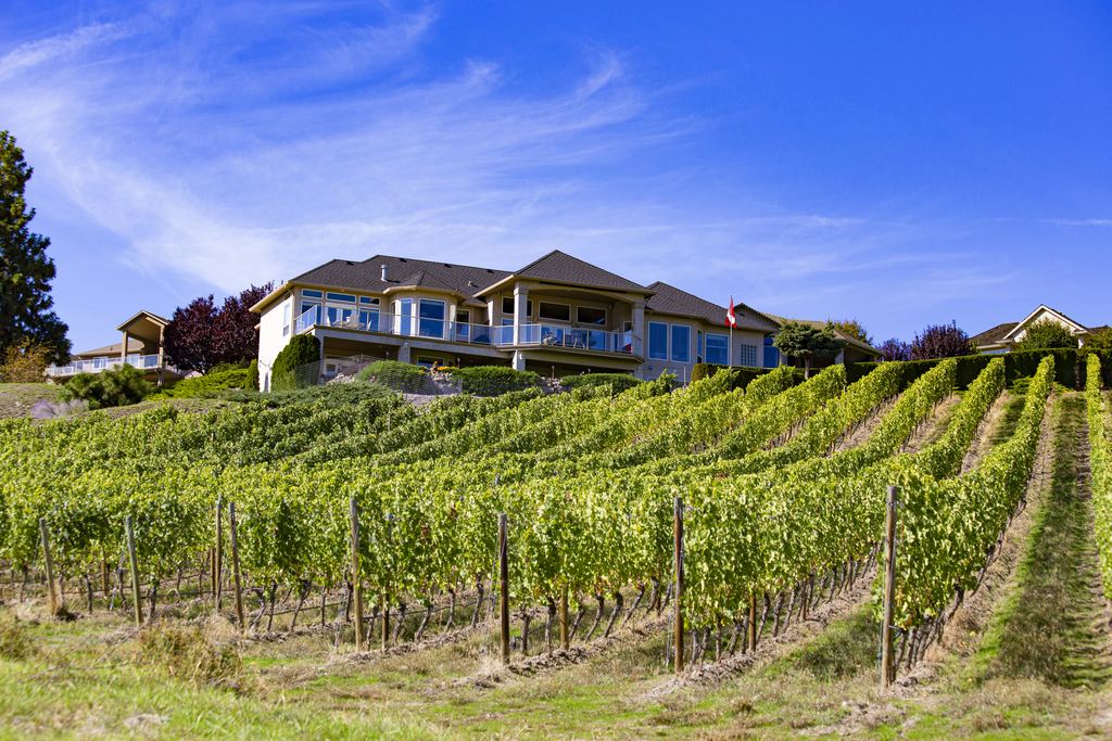 Green vineyard rows on a hillside below a lakeview winery house near Kelowna in the Okanagan Valley, British Columbia, under a blue sky