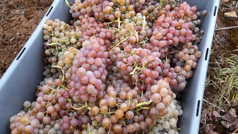 Hoplita Winery Tour in Logroño's Old Town: Four Wines in a Former Palace (4/7)