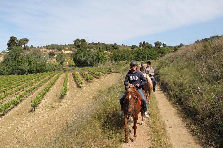Private Horseback Ride Through Penedès Vineyards with Wine Tasting and Tapas Lunch (3/5)