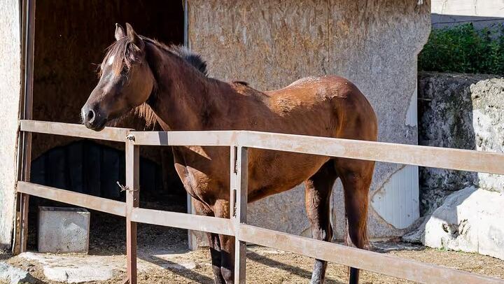 Vesuvius Night Horseback Ride with Winery BBQ and Wine, Roundtrip Transfer from Pompeii (2/12)