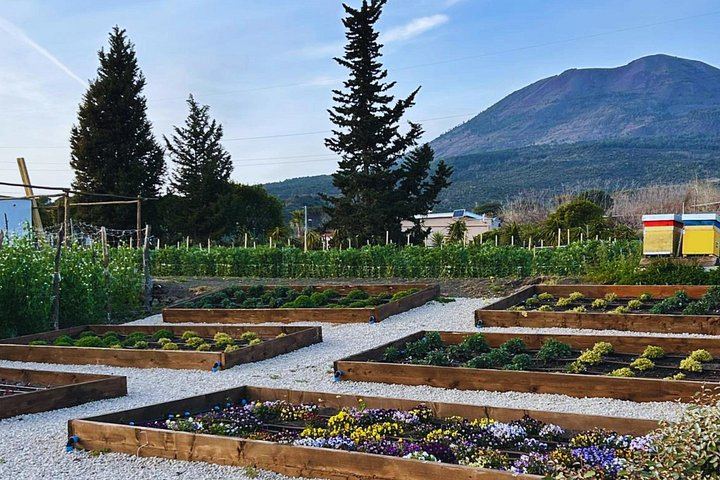 Vesuvius Night Horseback Ride with Winery BBQ and Wine, Roundtrip Transfer from Pompeii (8/12)