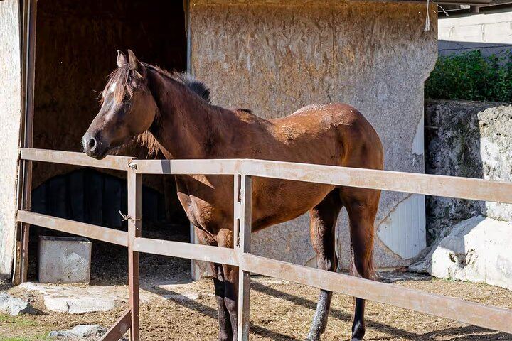 Vesuvius Night Horseback Ride with Winery BBQ and Wine, Roundtrip Transfer from Pompeii (2/12)