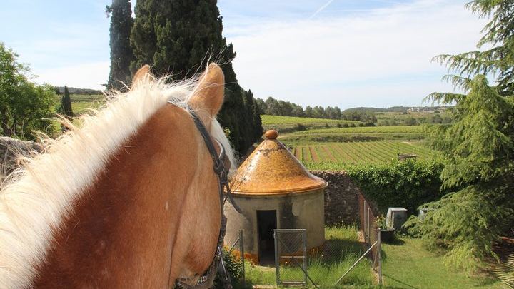 Private Horseback Ride Through Penedès Vineyards with Wine Tasting and Tapas Lunch (4/5)