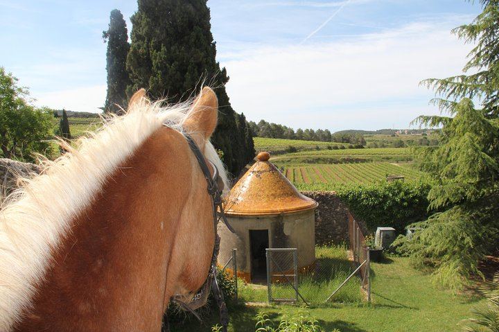 Private Horseback Ride Through Penedès Vineyards with Wine Tasting and Tapas Lunch (4/5)