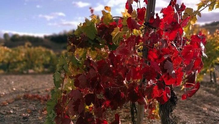 Private Priorat Day Trip: Montsant and Priorat Wines, Olive Oil and Farmer Lunch (1/6)