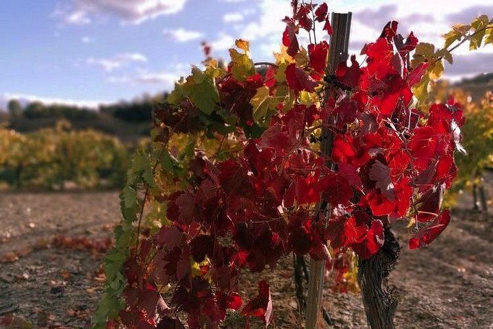 Private Priorat Day Trip: Montsant and Priorat Wines, Olive Oil and Farmer Lunch (1/6)