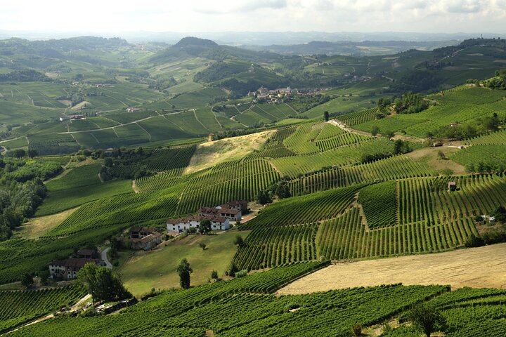 Small-Group Barolo and Barbaresco Tour by Van, Max 8 Guests, Three Wineries (6/6)