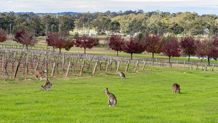 All-Inclusive Hunter Valley Boutique Wine Tour from Sydney, Max 14 Guests, Cypress Lakes (2/12)