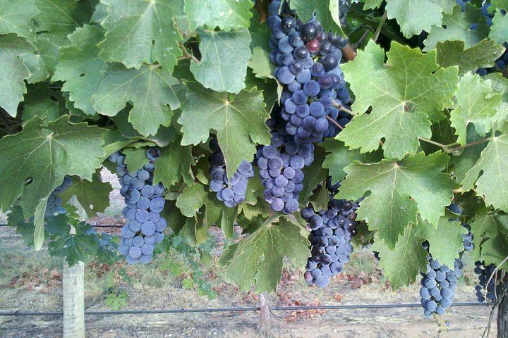 All-Inclusive Hunter Valley Boutique Wine Tour from Sydney, Max 14 Guests, Cypress Lakes (11/12)