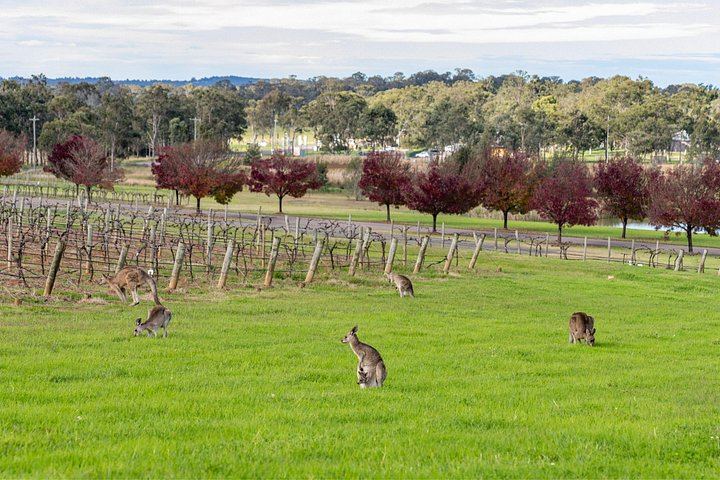 All-Inclusive Hunter Valley Boutique Wine Tour from Sydney, Max 14 Guests, Cypress Lakes (2/12)