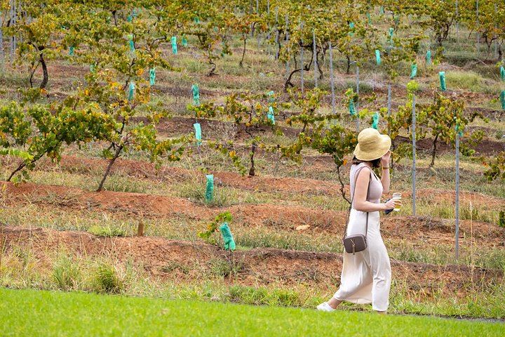 Hunter Valley Day Trip from Sydney: Sobels, 4 Pines, Drayton's, Lunch and Chocolate (5/12)