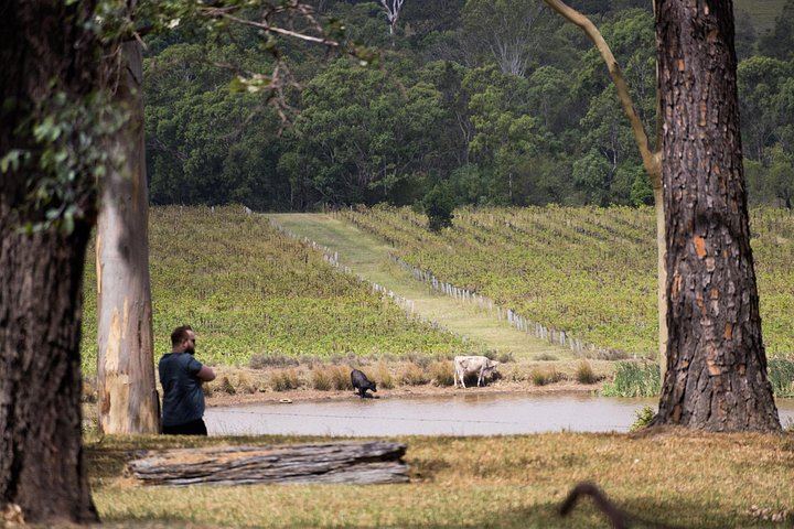 Hunter Valley Day Trip from Sydney: Sobels, 4 Pines, Drayton's, Lunch and Chocolate (11/12)