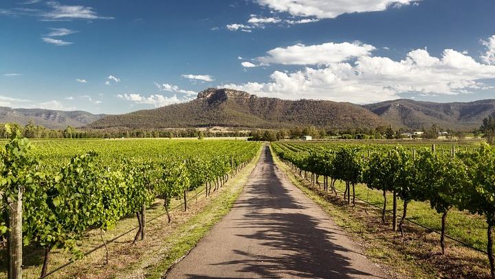 Private Hunter Valley Highlights Wine Tour from Sydney: Capercaillie, Chocolate, Cheese (4/8)