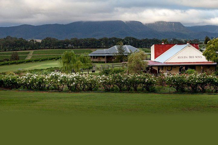 Private Hunter Valley Highlights Wine Tour from Sydney: Capercaillie, Chocolate, Cheese (6/8)