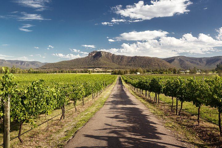 Private Hunter Valley Highlights Wine Tour from Sydney: Capercaillie, Chocolate, Cheese (4/8)