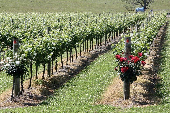 Private Small-Group Hunter Valley Wine Tour from Sydney: Three Boutique Wineries and Lunch (7/10)