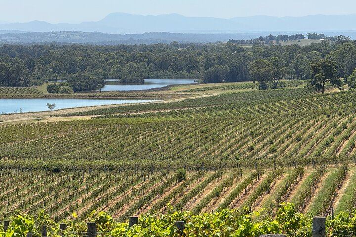 Bespoke Private Hunter Valley Day from Sydney: Your Wineries, Grapes and Lunch Venue (6/12)