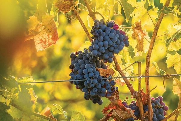 Owner-Led Hunter Valley Day Tour from Sydney: Wine, Cheese, Chocolate and Coffee Stop