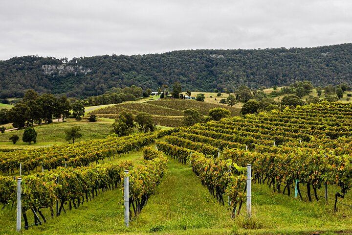 Hunter Valley Day Tour: Audrey Wilkinson, Mount Pleasant, Kirkton Park Lunch and Chocolate (9/11)
