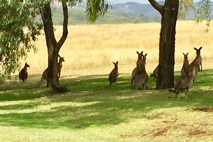 Go Beyond Tours Private Hunter Valley Wine Day: Piggs Peake, Scarborough, Iron Gate (7/7)