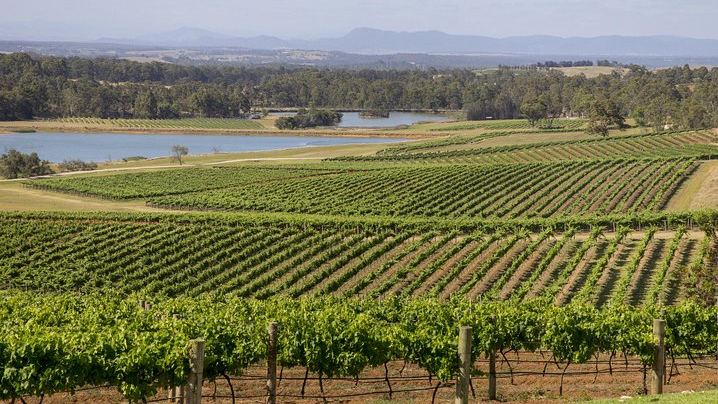 Hunter Valley Small-Group Wine Tour from Sydney: 7am Start, 3 Cellar Doors, Lunch, Cheese (4/12)