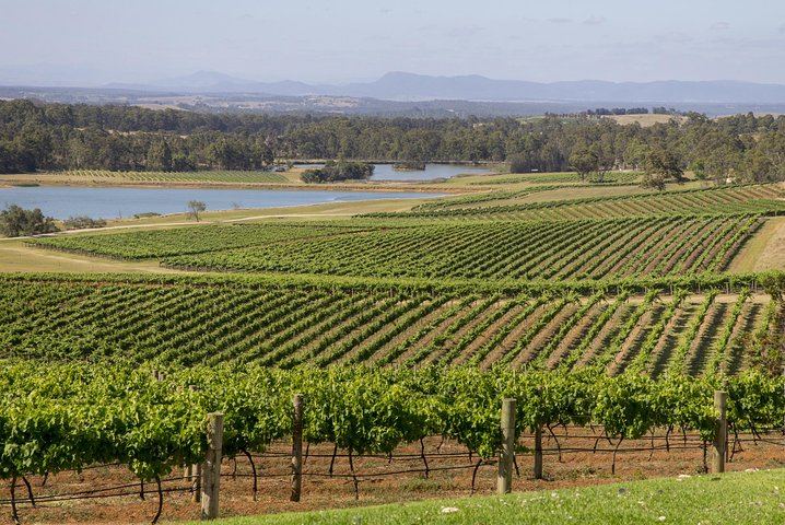 Hunter Valley Small-Group Wine Tour from Sydney: 7am Start, 3 Cellar Doors, Lunch, Cheese (4/12)