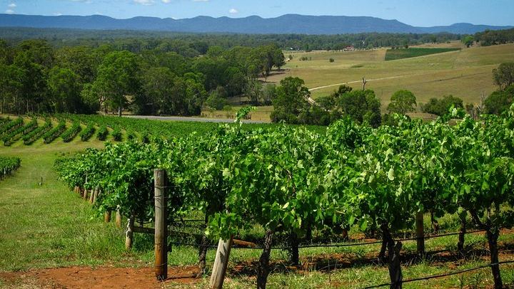 Private Luxury Hunter Valley Tour: Café Enzo Lunch and Glandore Wine and Chocolate Pairing (2/9)