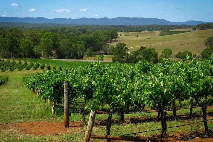 Private Luxury Hunter Valley Tour: Café Enzo Lunch and Glandore Wine and Chocolate Pairing (2/9)