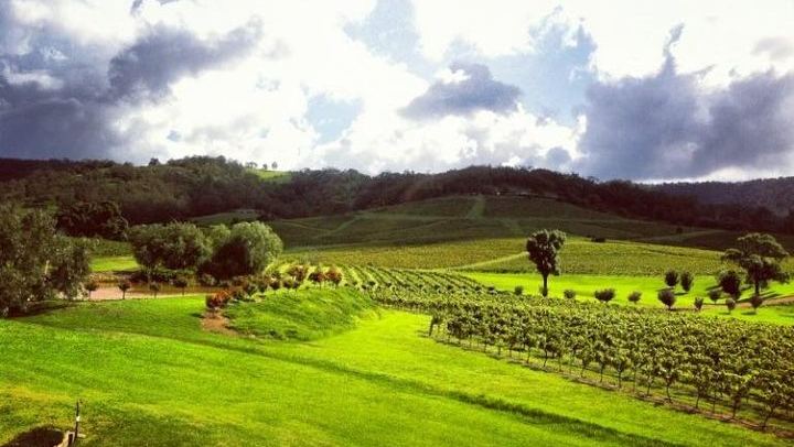 Ivanhoe Wines, Pokolbin: Seated Premium Wine Tasting with a Cheese Plate (4/5)
