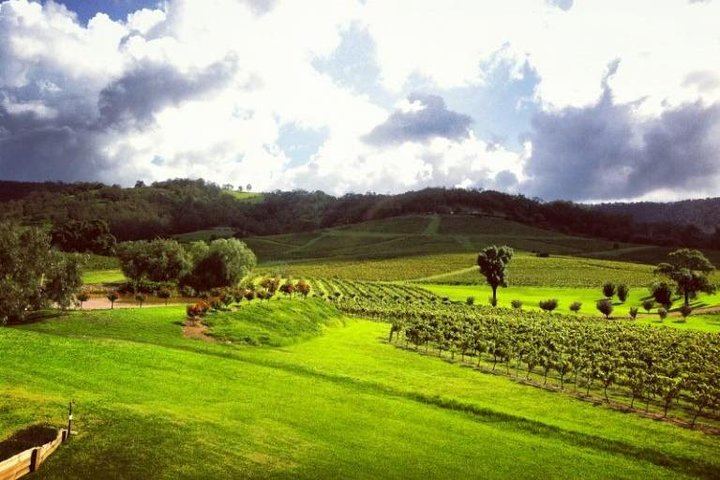 Ivanhoe Wines, Pokolbin: Seated Premium Wine Tasting with a Cheese Plate (4/5)