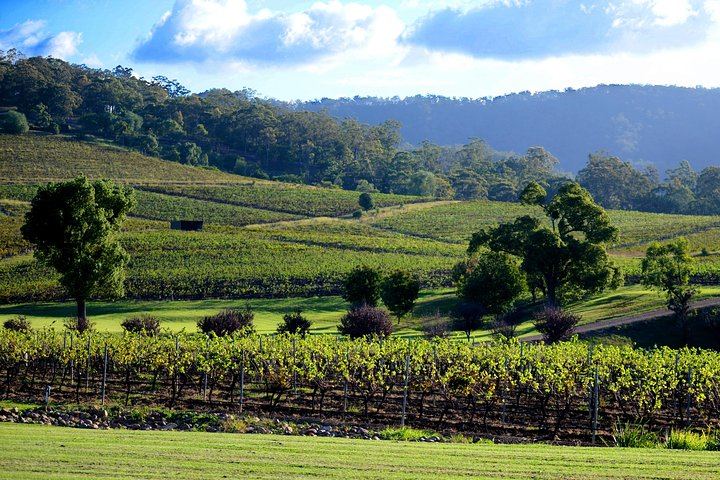 Ivanhoe Wines Cellar Door, Pokolbin: Seated Tasting of White, Red and Fortified Wines (7/7)