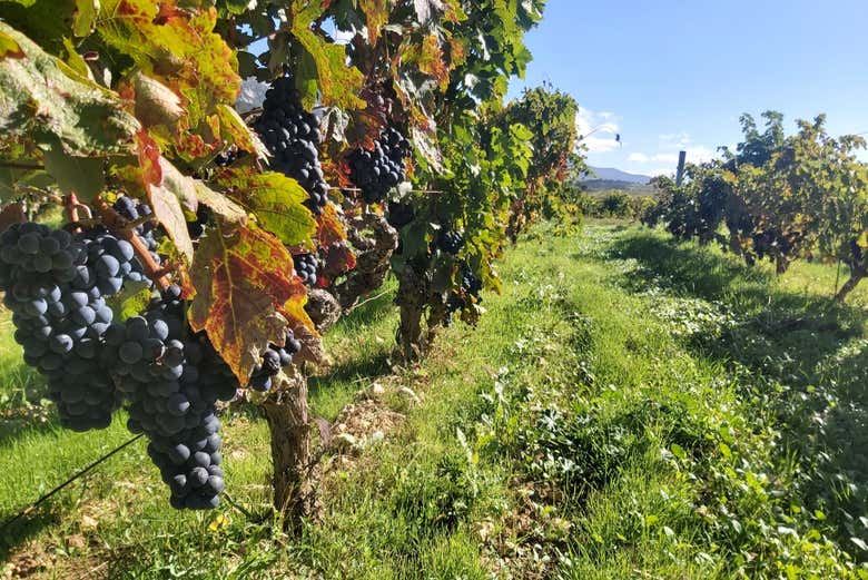 J.F. Iradier Winery Tour in Samaniego: 18th-Century Rock Cellars and Three Wines (6/8)