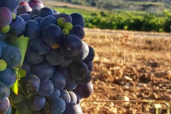 J.F. Iradier Winery Tour in Samaniego: 18th-Century Rock Cellars and Three Wines
