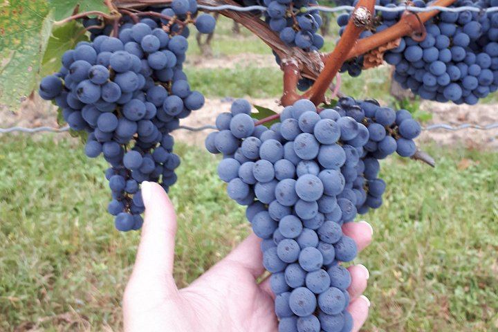 Niagara-on-the-Lake Afternoon Boutique Winery Tour with Cheese Pairing, Groups of 4-10 (5/11)