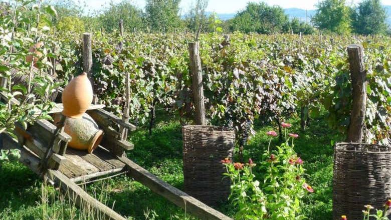 Kakheti Day Trip from Tbilisi: Bread Class, Bodbe, Signagi and 7 Wines (4/4)