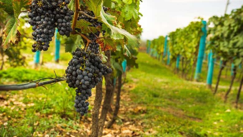 Kakheti Day Trip from Tbilisi: Bread Class, Bodbe, Signagi and 7 Wines (3/4)