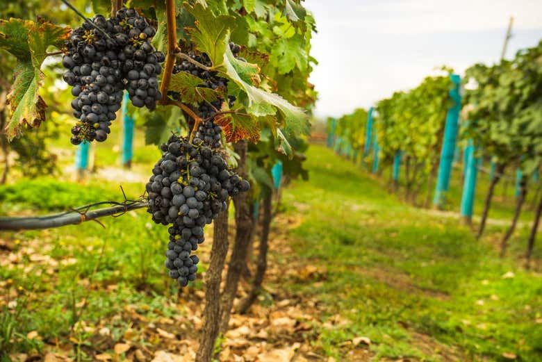 Kakheti Day Trip from Tbilisi: Bread Class, Bodbe, Signagi and 7 Wines (3/4)