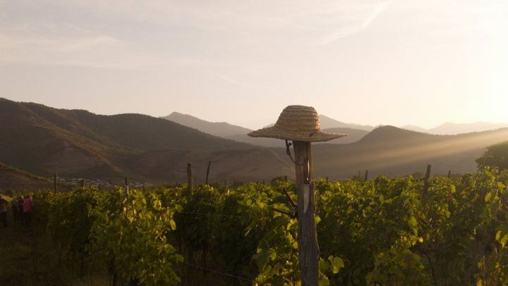 Private Kakheti Wine Tour from Tbilisi: KTW Wine House, Family Marani, Sighnaghi and Bodbe (2/12)