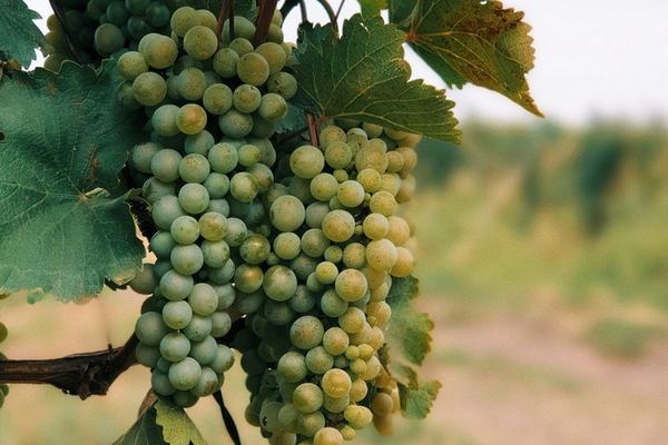 Private Kakheti Wine Tour from Tbilisi: KTW Wine House, Family Marani, Sighnaghi and Bodbe