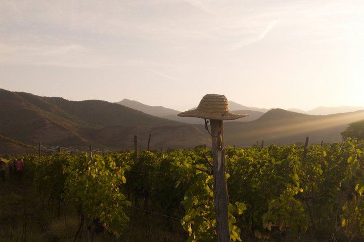Private Kakheti Wine Tour from Tbilisi: KTW Wine House, Family Marani, Sighnaghi and Bodbe (2/12)