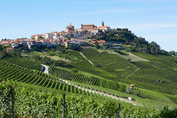 Langhe Winery Visits & Tastings