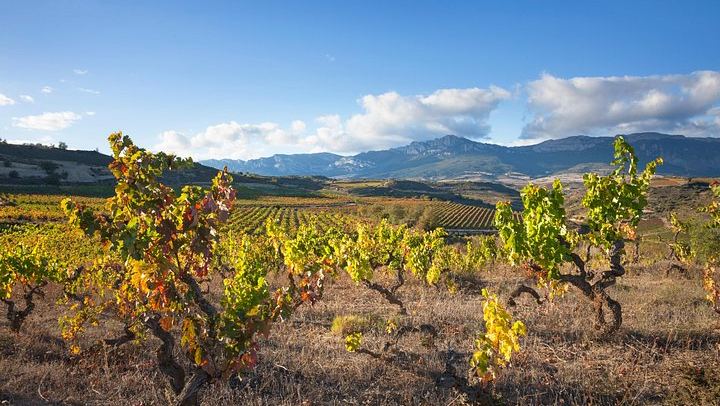 Small-Group Rioja Wine Tasting from Bilbao: Two Wineries, Pintxos in Laguardia (4/12)
