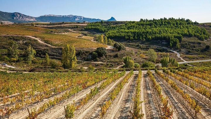 Private Rioja Winery Day from San Sebastian: Four-Course Riojan Lunch with Lamb Chops (3/12)