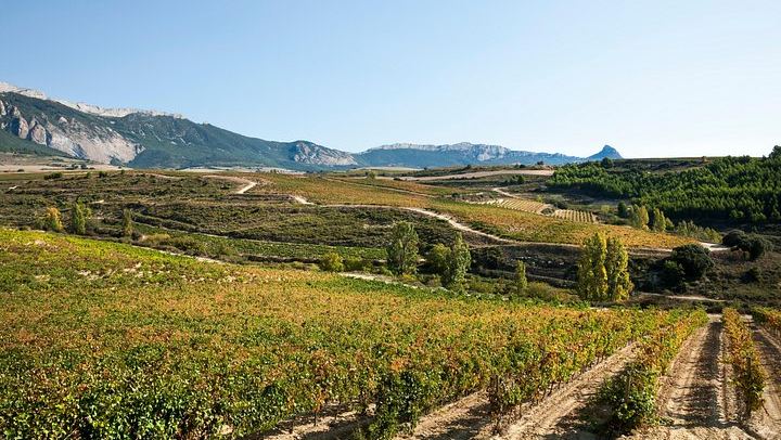 Private Rioja Winery Day from San Sebastian: Four-Course Riojan Lunch with Lamb Chops (4/12)