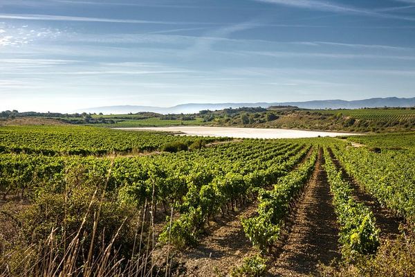 Small-Group Rioja Wine Tasting from Bilbao: Two Wineries, Pintxos in Laguardia
